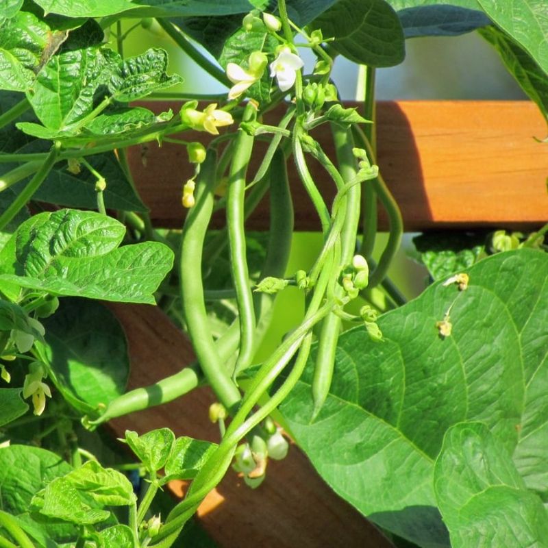 Bush Beans