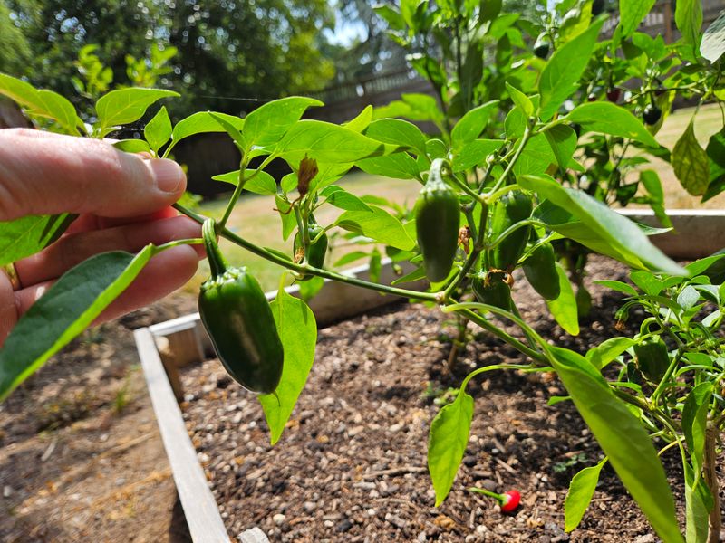 Peppers Hold Their Place In Warmer May Gardens
