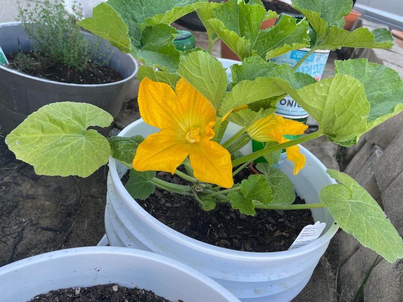 Zucchini (Astia, Bush Buckle)