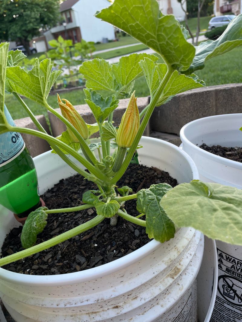 Summer Squash Grows Fast And Produces Early