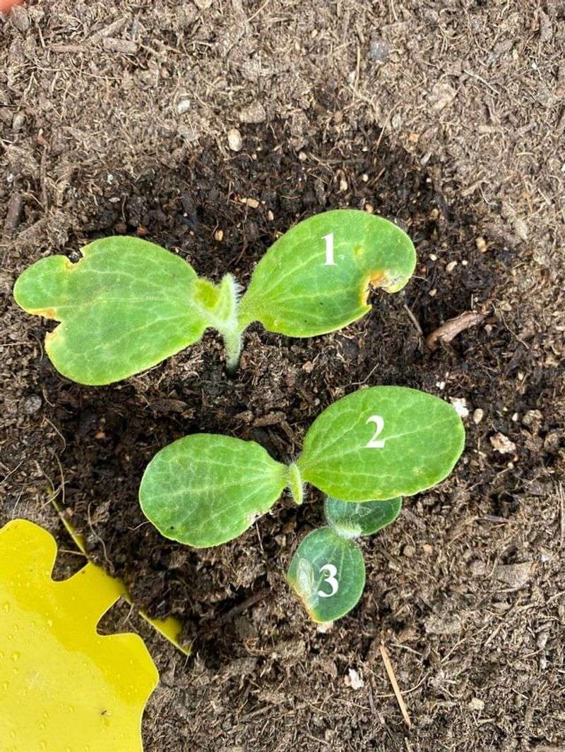 Squash Produces Abundant Fruit With Minimal Stress