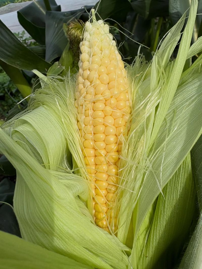 Sweet Corn (Zea mays)