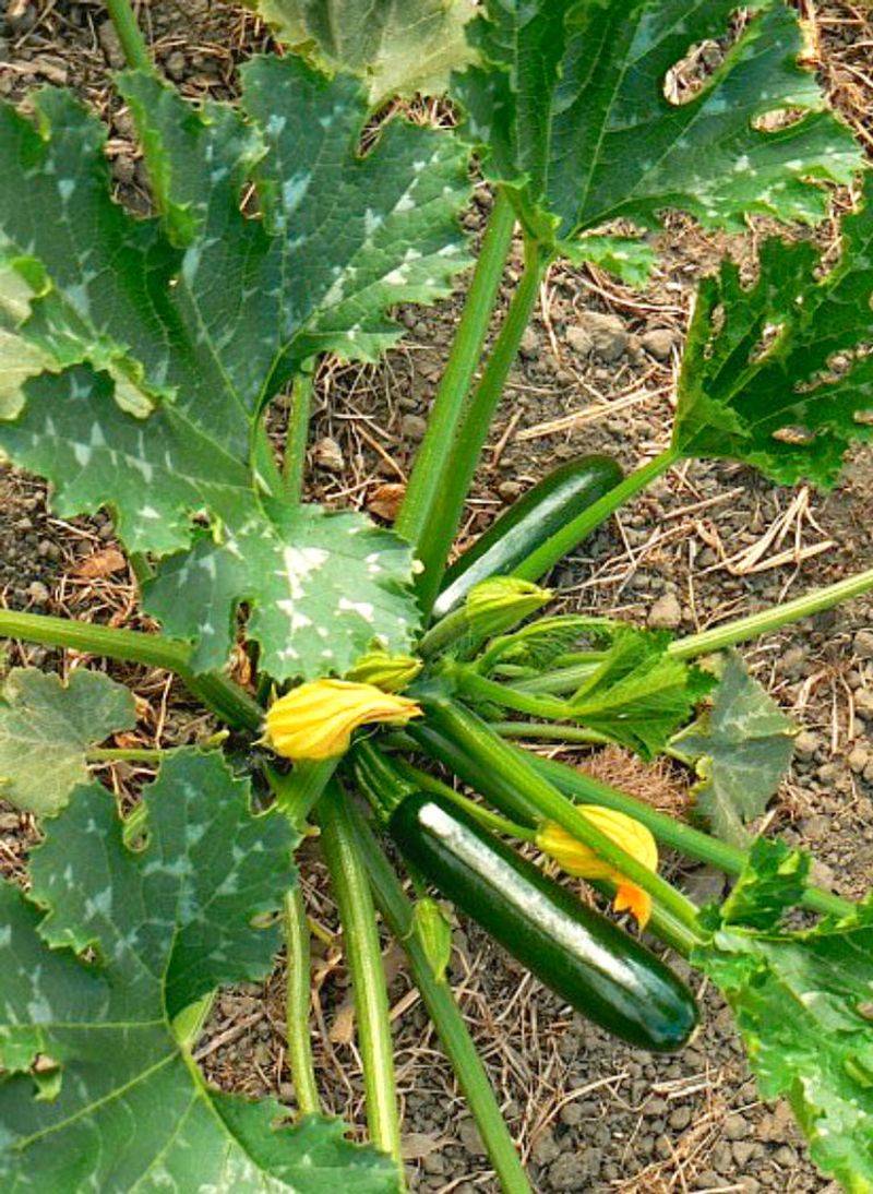 Zucchini (Cucurbita pepo)
