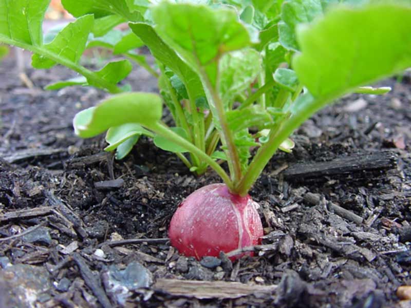 Radishes (Raphanus sativus)