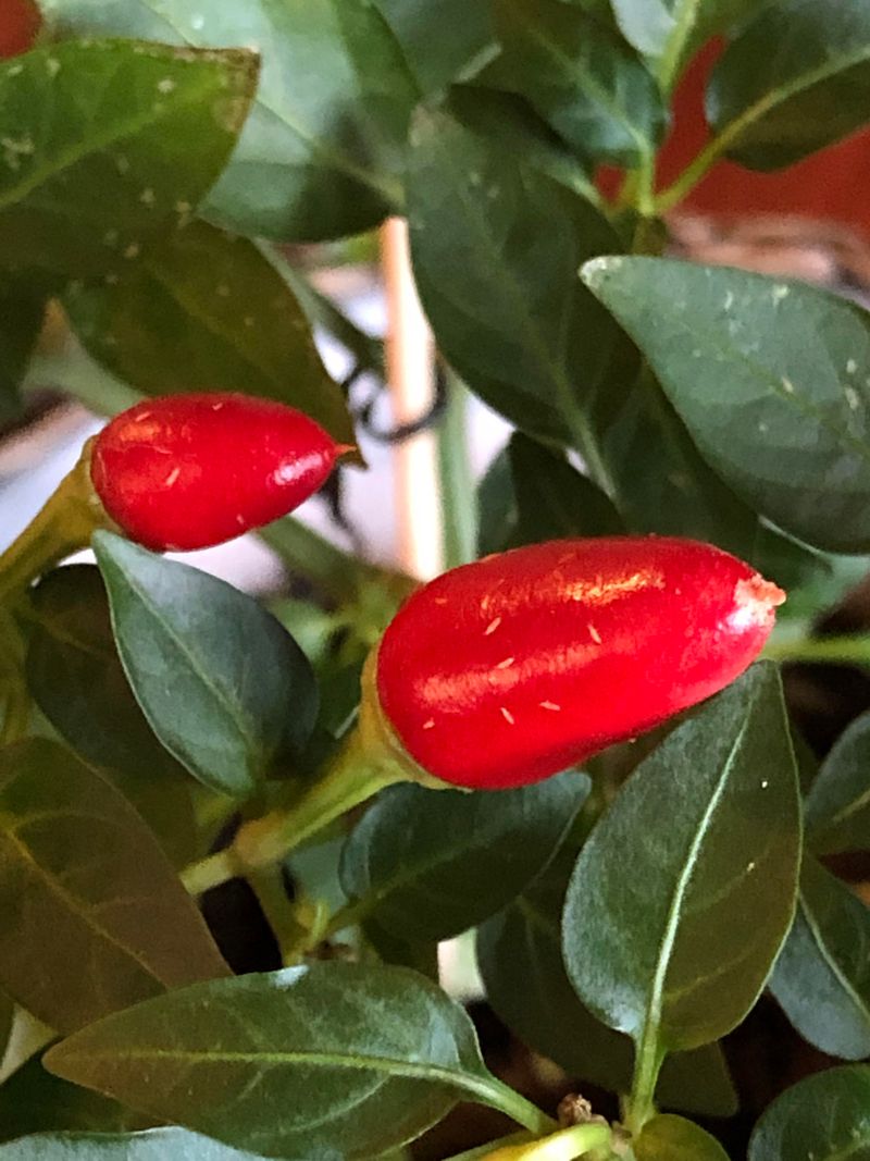 Peppers Can Attract Small Insects In Warm Weather