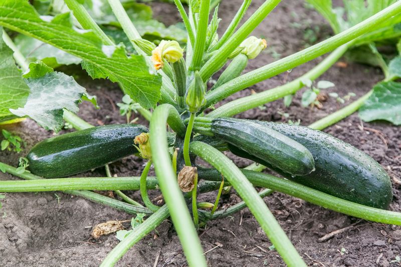 Summer Squash Keeps The Harvest Coming In Heat