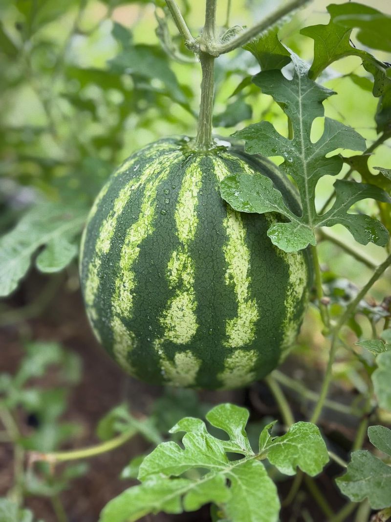 Watermelon The Sweet Taste Of Summer Heat