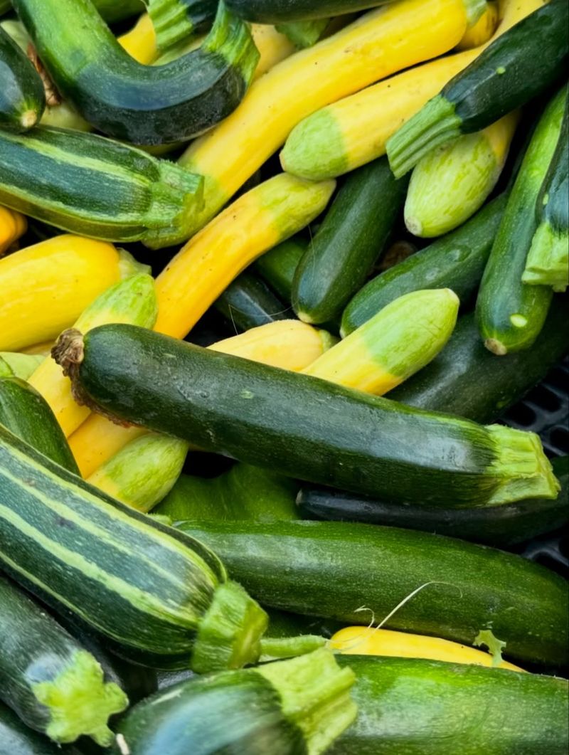 Summer Squash Moves Surprisingly Fast