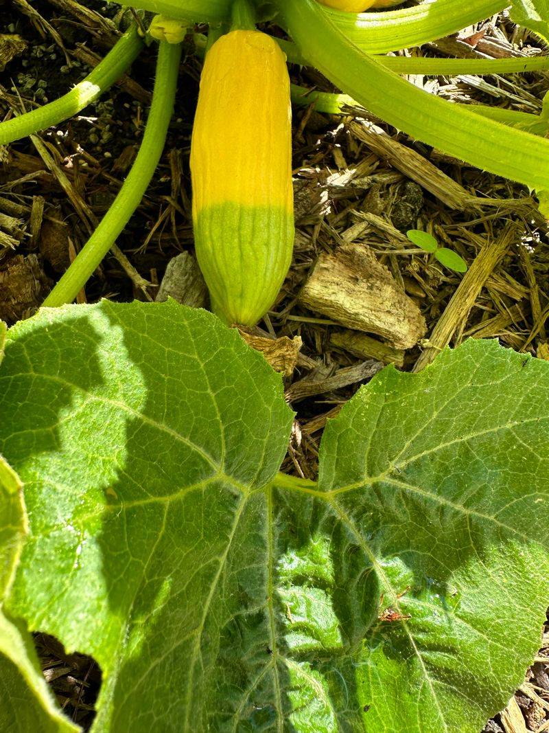 Summer Squash Produces Early And Continues Through Summer