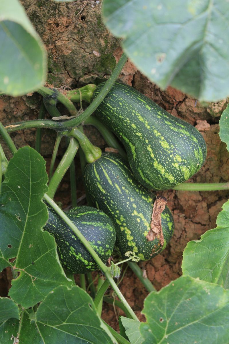 Squash Produces Abundant Fruit In Hot Spring Conditions