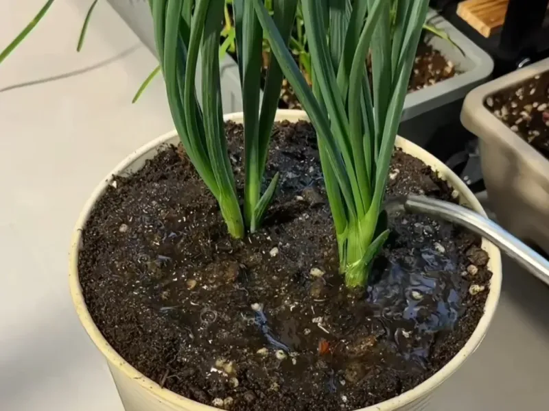 Green Onions Regrow Quickly And Fit Small Containers Well