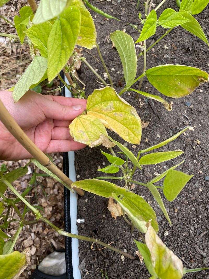 Beans Reduce Pod Production As It Warms