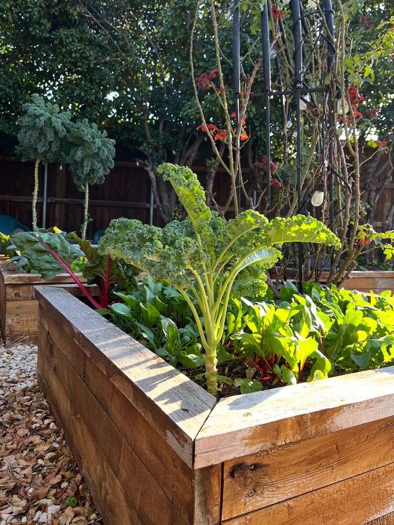 Kale That Gets Going Quickly