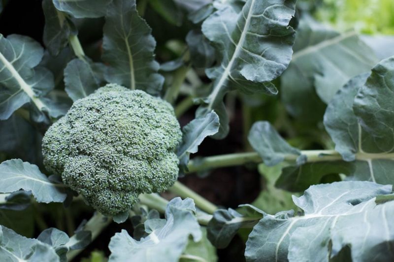 Broccoli That Needs More Time To Finish Strong