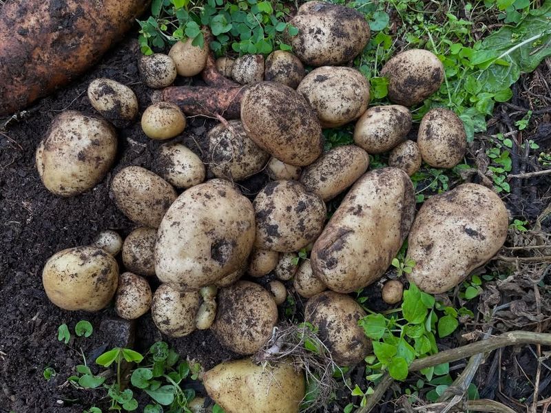 Potatoes That Bring Underground Competition