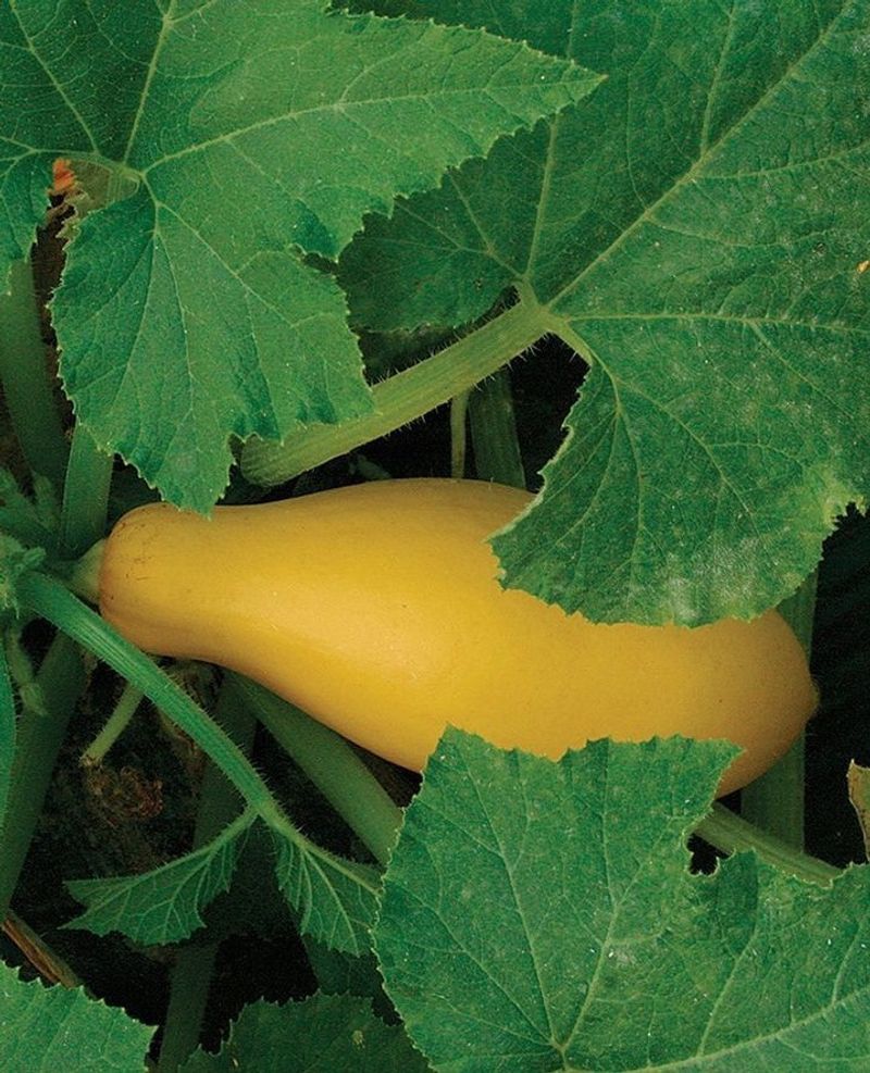 Summer Squash That Keeps On Giving
