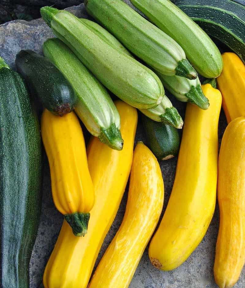 Summer Squash That Produces Nonstop Harvests