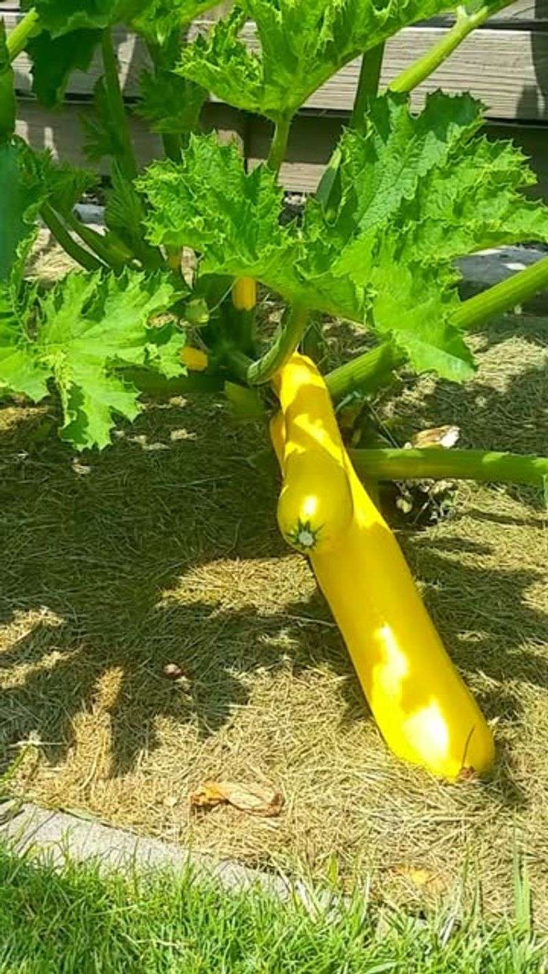 Zucchini And Summer Squash