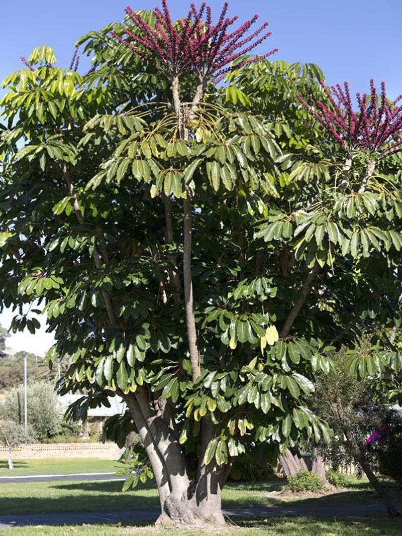 Umbrella-Tree 