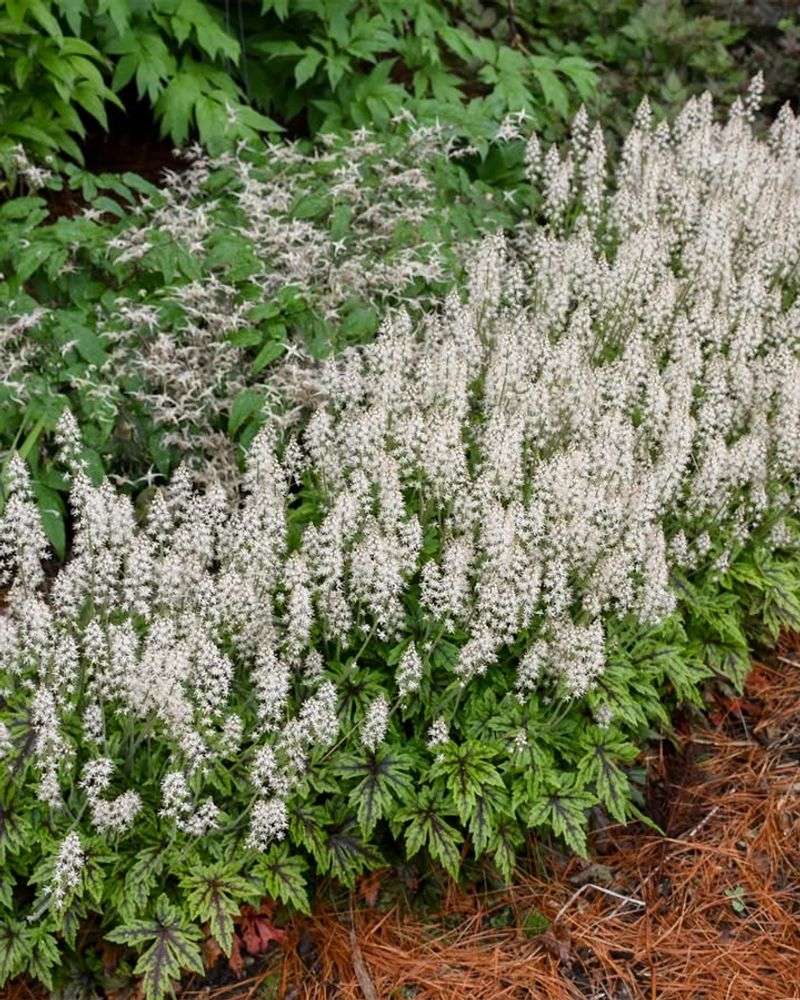 Foamflower (Tiarella Cordifolia)