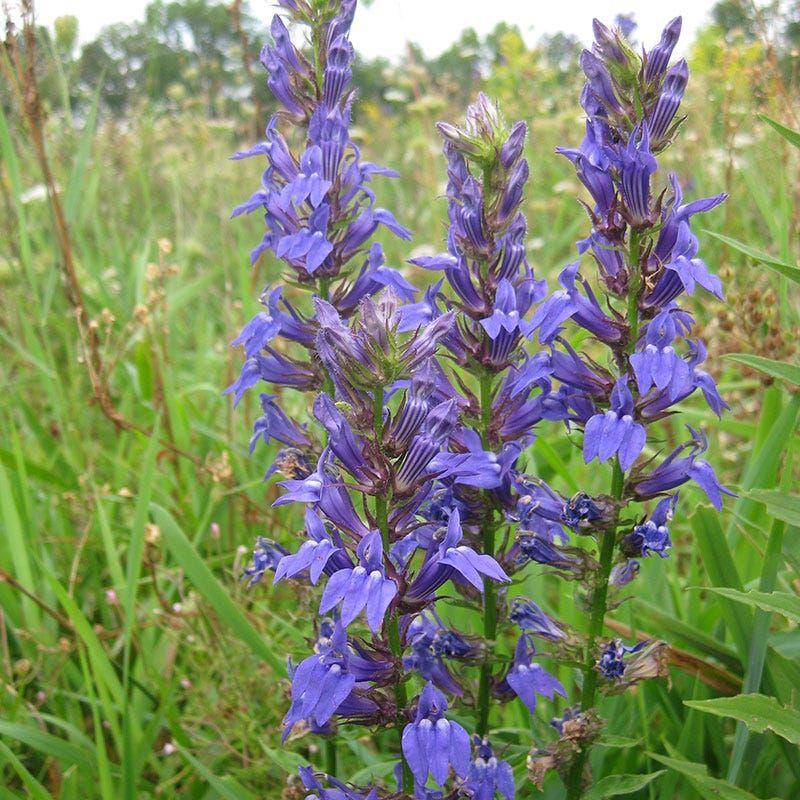 Blue Lobelia 