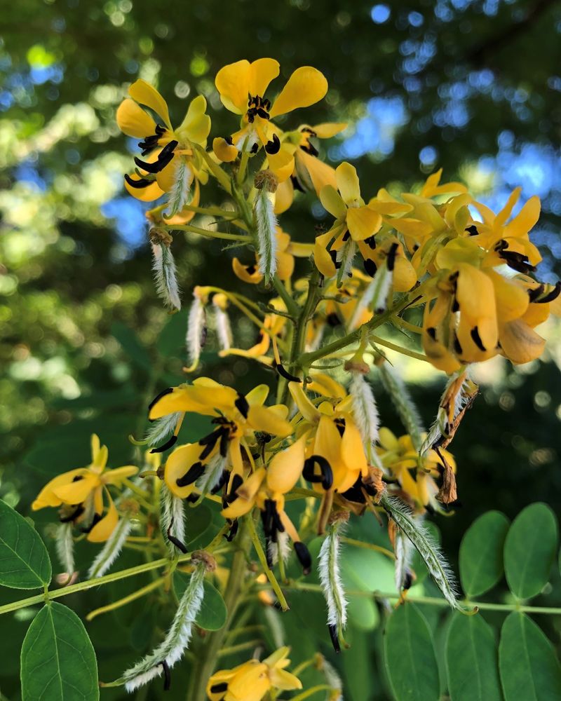 Wild Senna (Senna Hebecarpa)