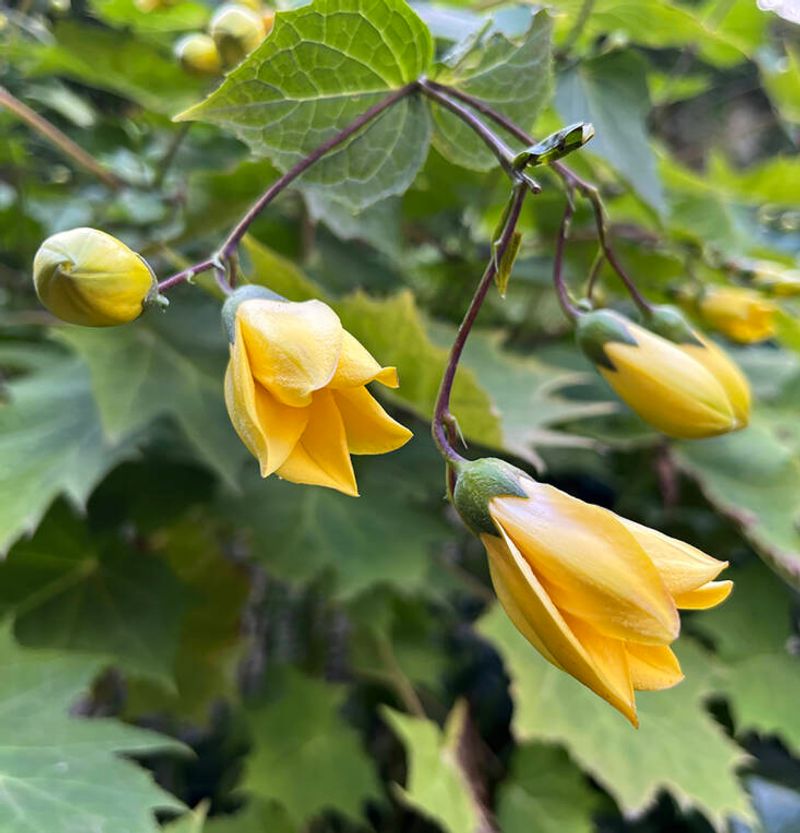 Yellow Waxbells 