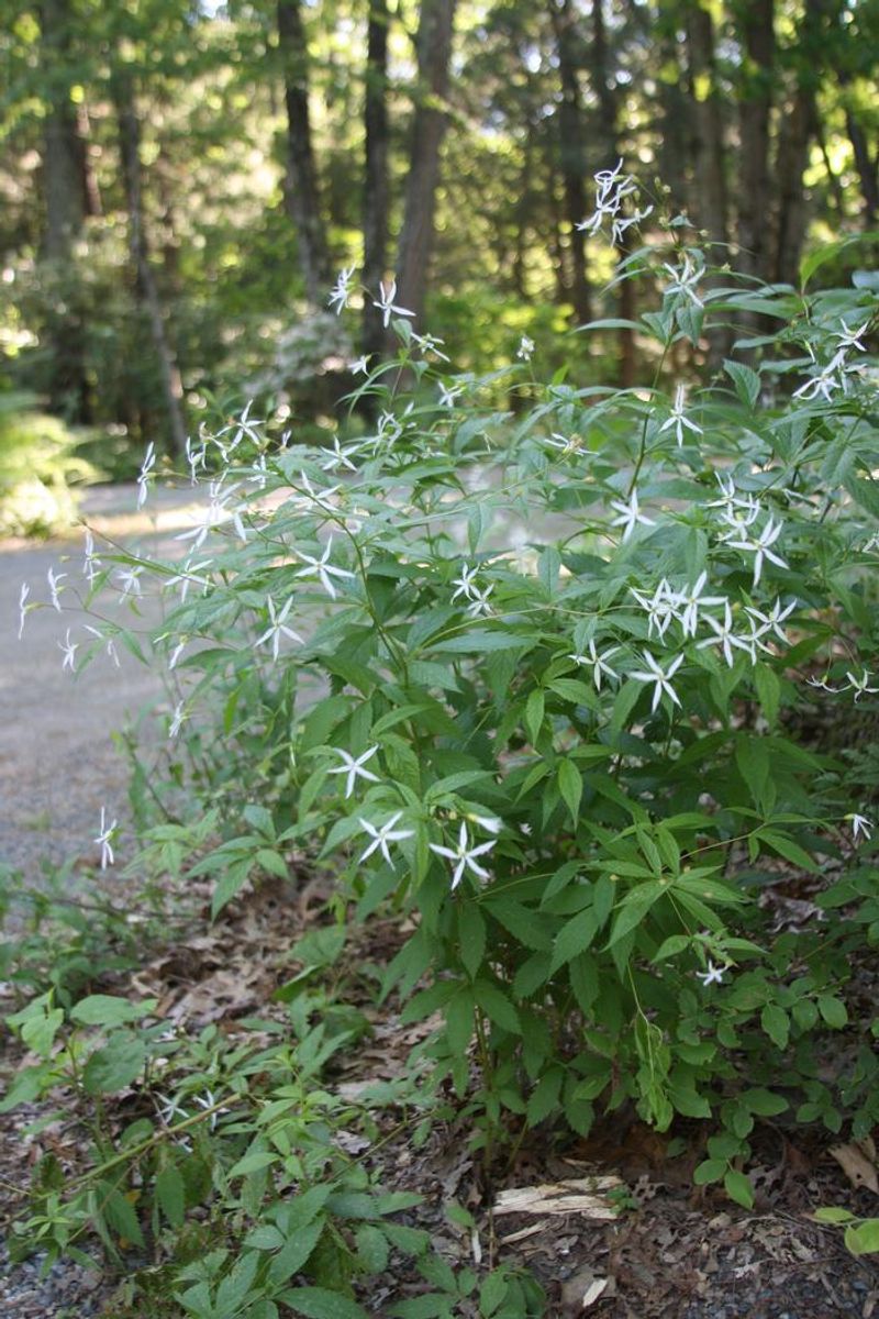 Bowman's Root (Gillenia Trifoliata)