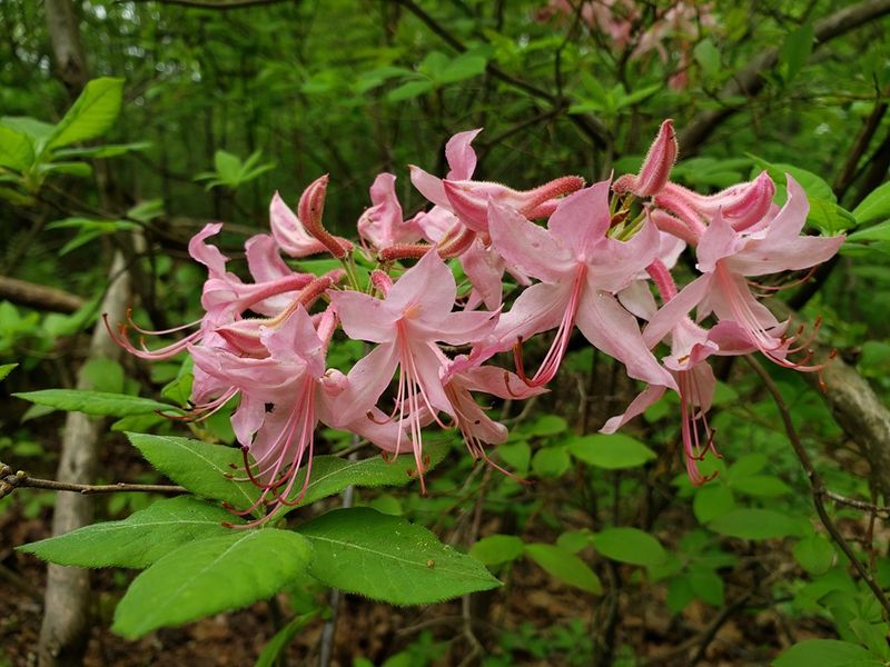 Early Azalea Still Makes A Strong Spring Impression