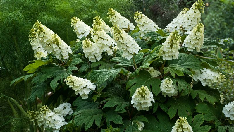 Oakleaf Hydrangea (Hydrangea Quercifolia)