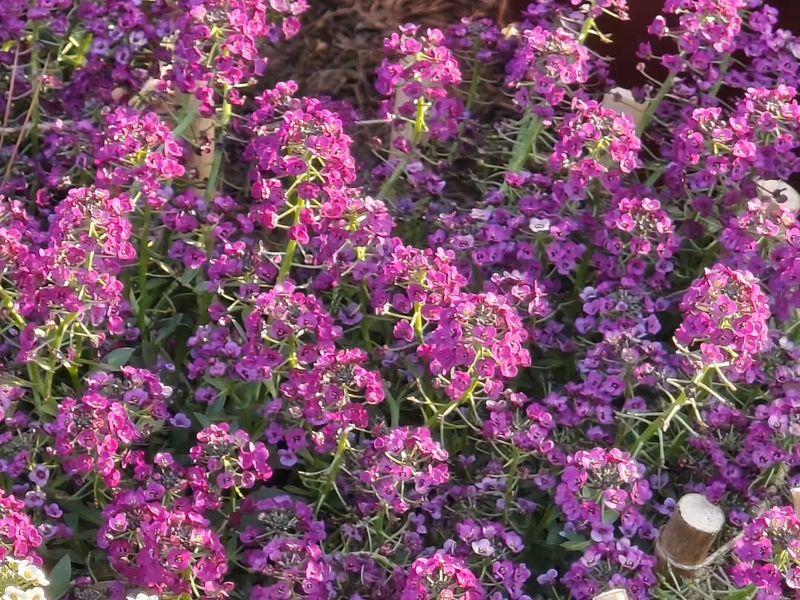 Sweet Alyssum That Softens The Whole Look