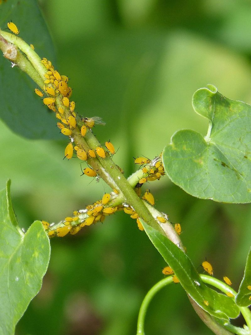 A Strong Blast Of Water Works On Small Colonies