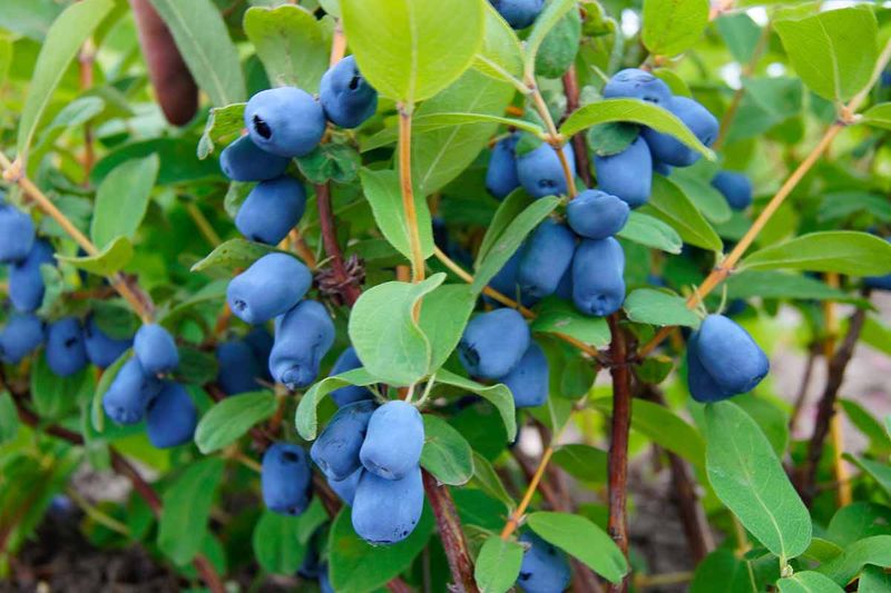 Honeyberries Ripen Early In The Season