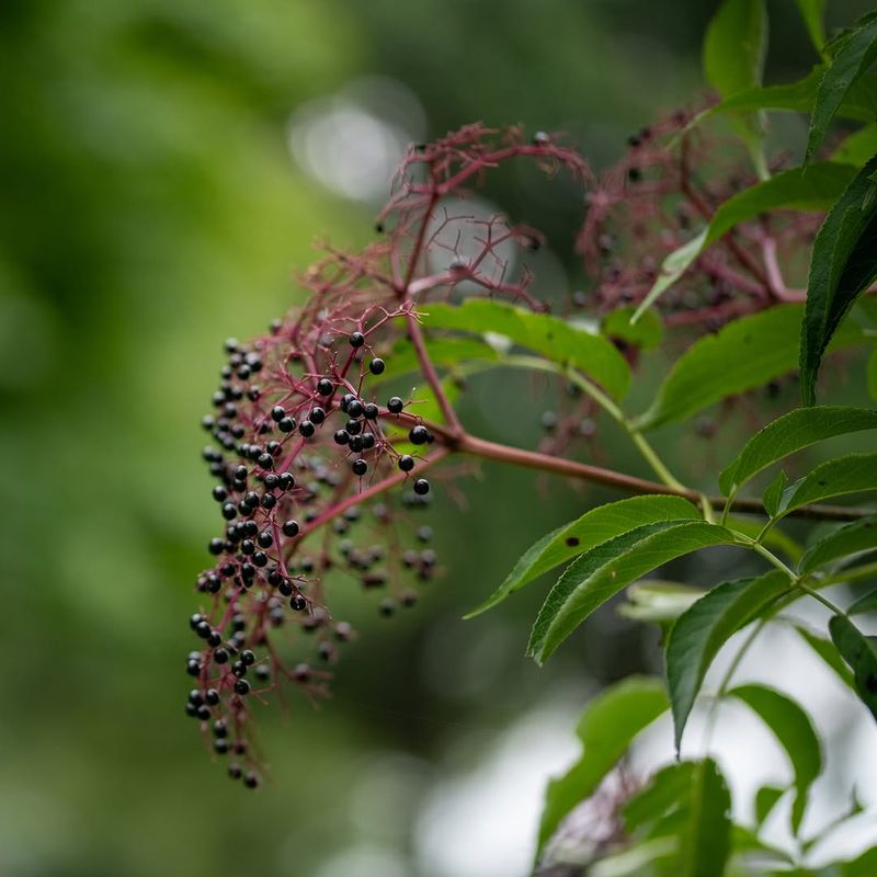 Elderberry