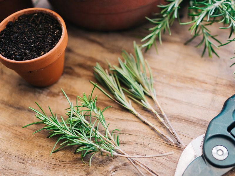 Strip The Lower Leaves Carefully