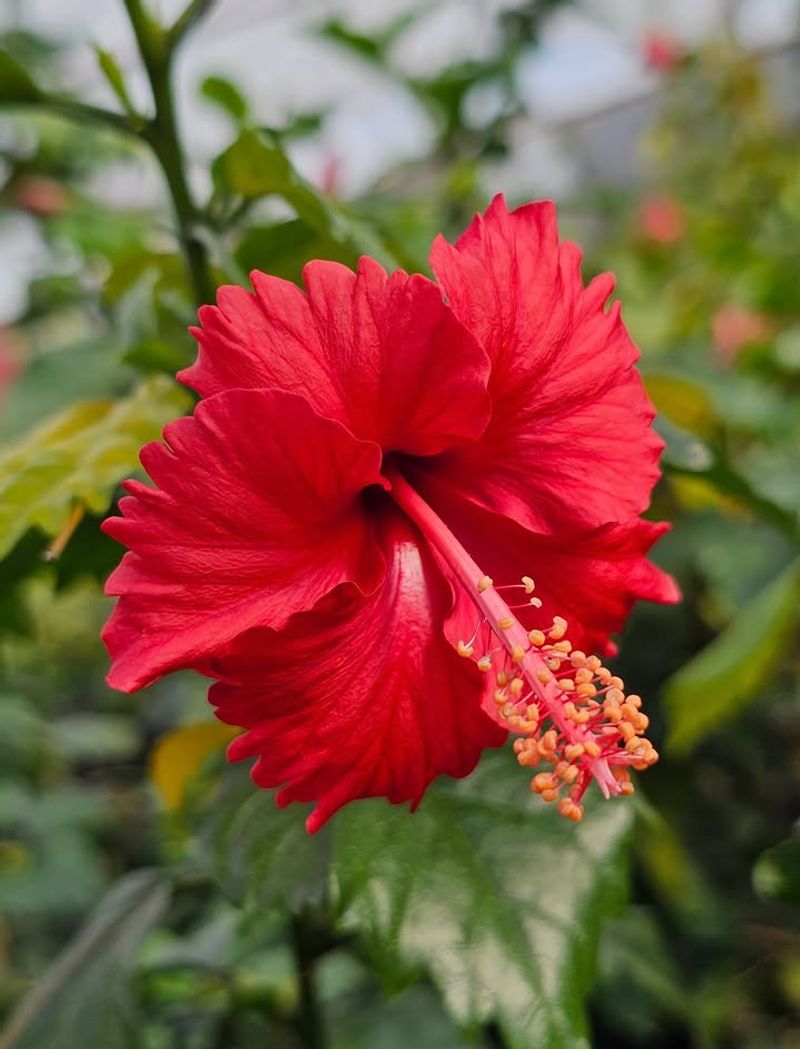 Avoid Heavy Pruning During Hot Weather