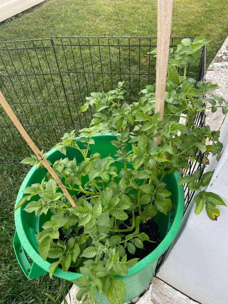 Plant At The Right Spring Timing