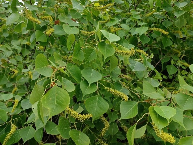 Get Rid Of Chinese Tallow Tree Before It Spreads Seeds