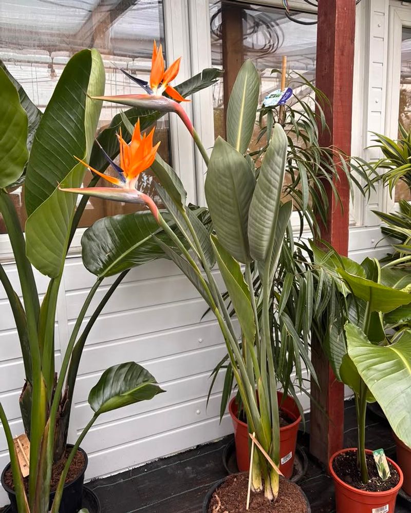 Feed With A Balanced Fertilizer To Support Summer Growth