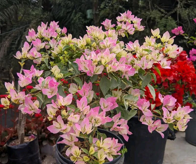 Place It In Full Sun For Stronger Blooms