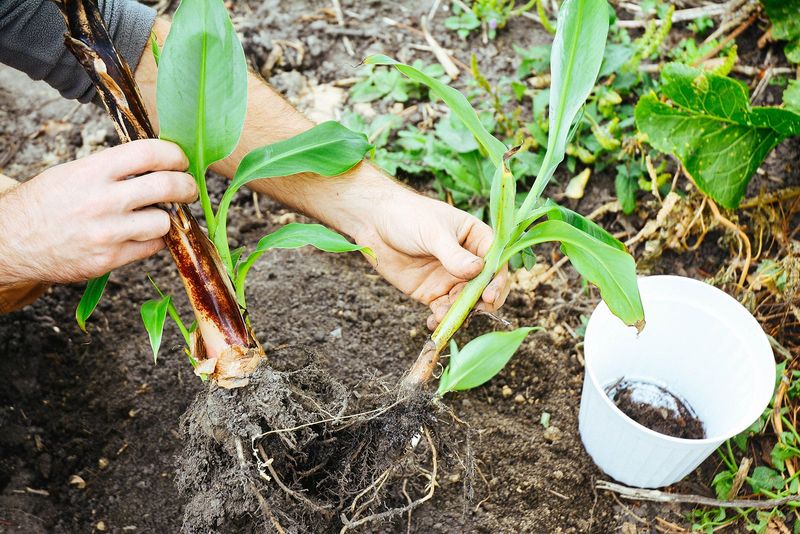Feed Banana Plants Heavily Before Growth Speeds Up