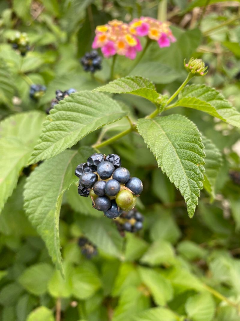 Remove Berries Before They Mature