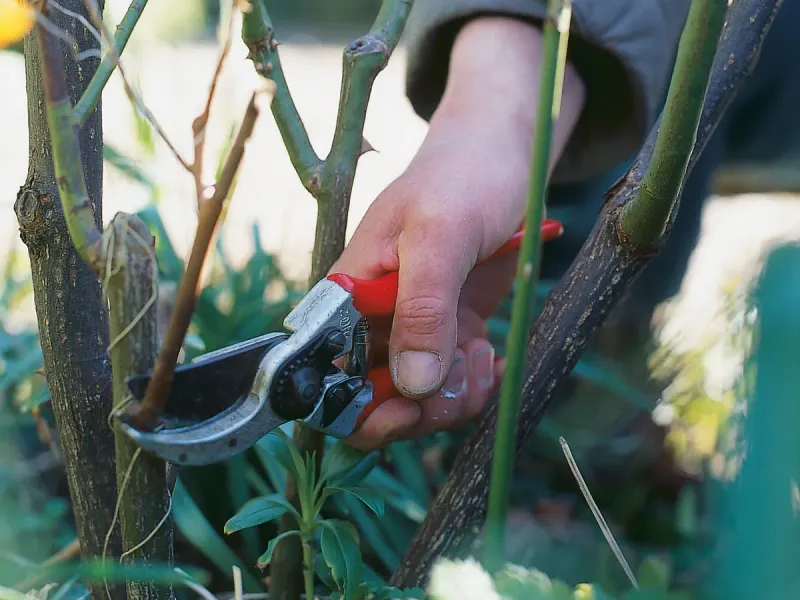 Prune Summer Blooming Shrubs Before New Growth Takes Off