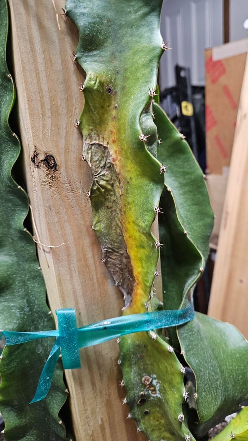 Remove Weak Or Damaged Segments Before They Drain The Plant