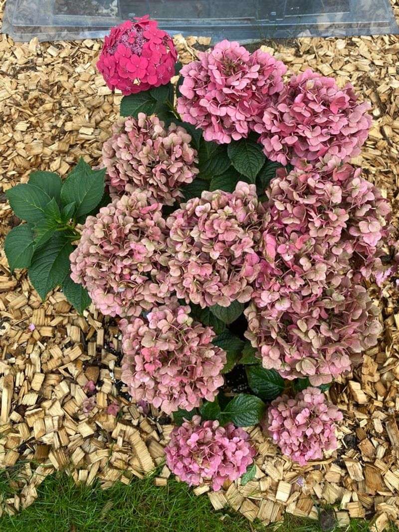Cut Back Spring Blooms