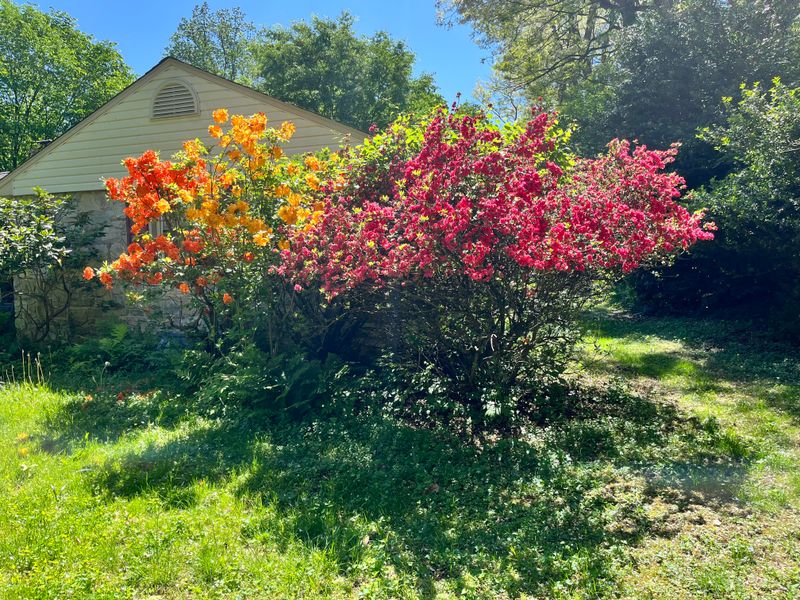 Prune Spent Shrubs