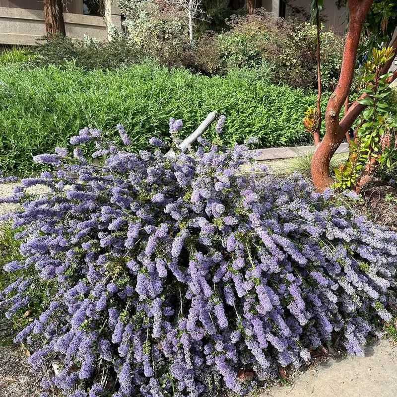 Choose Drought-Tolerant Plants