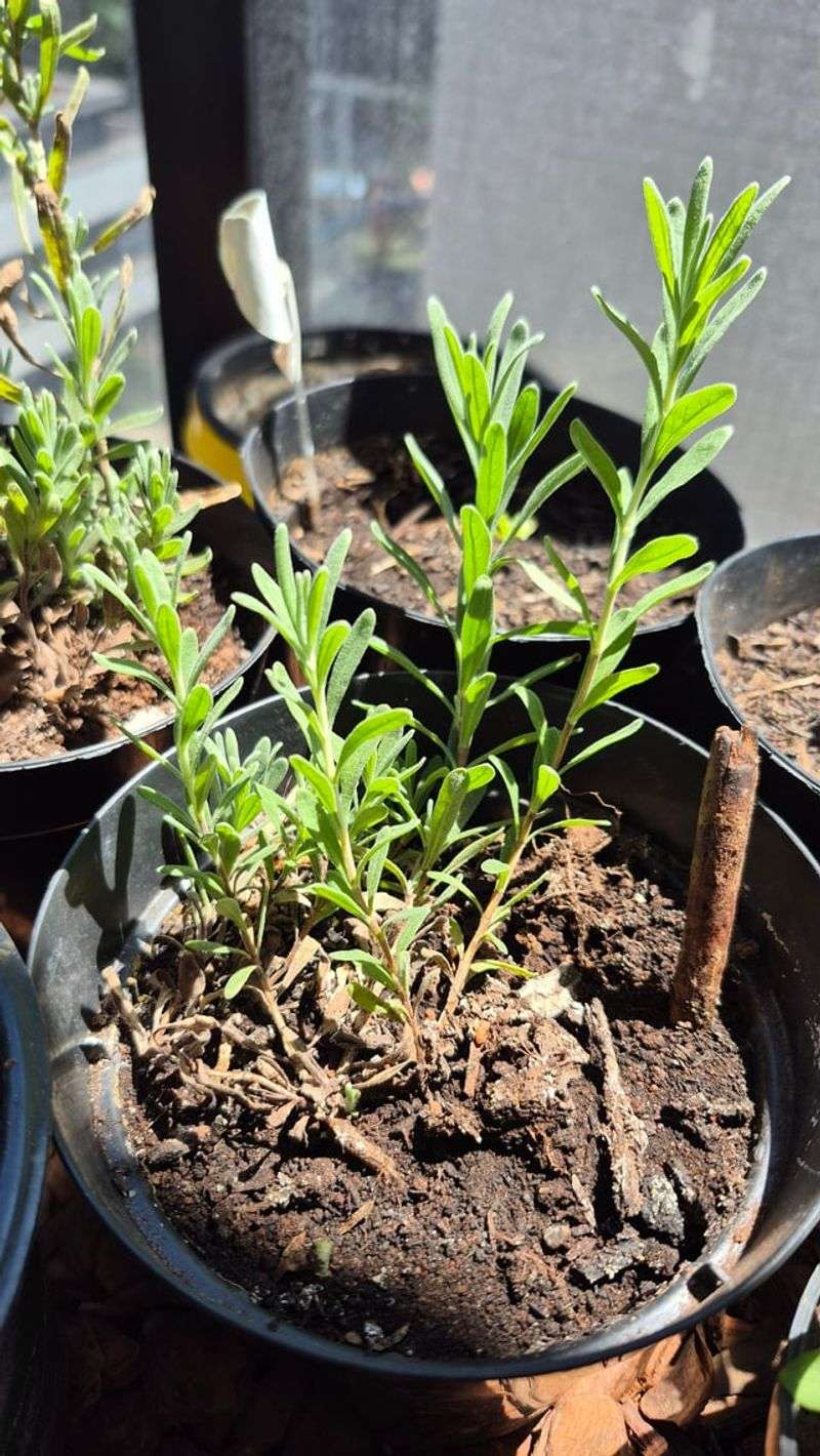 Hold Off On Heavy Watering As Temperatures Rise