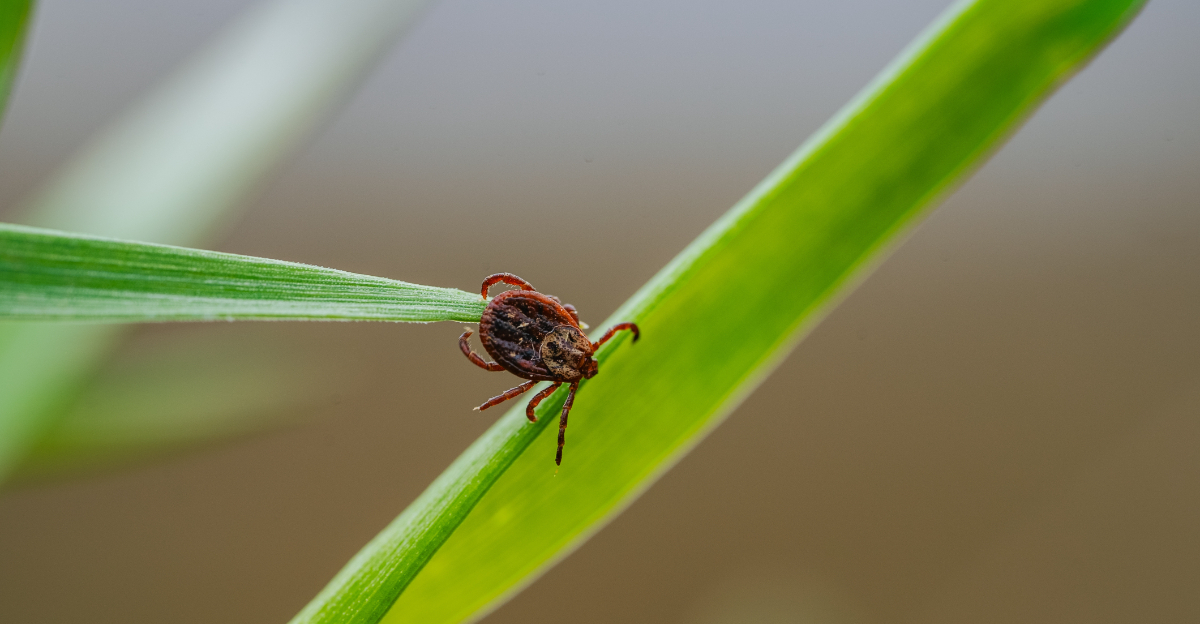 tick on a leaf