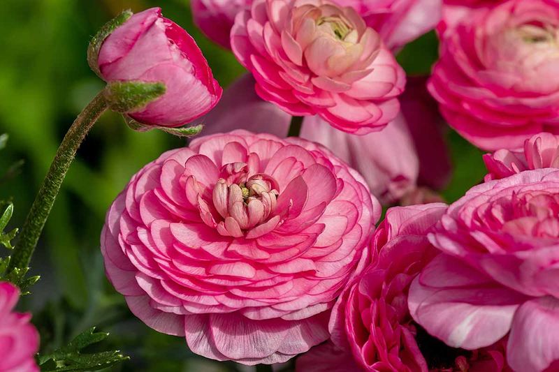 Allow Foliage To Mature Before Lifting Or Replanting Corms